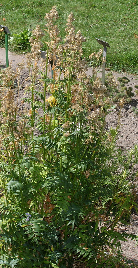 Image of Polemonium carneum specimen.