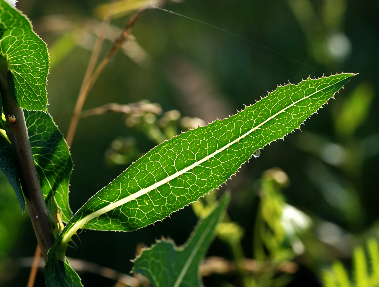 Изображение особи Lactuca serriola.