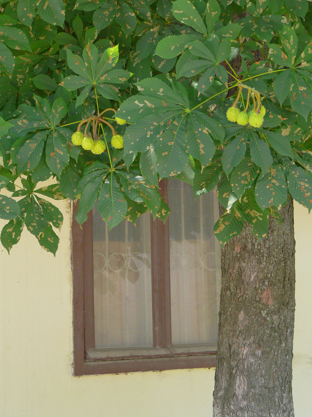 Image of Aesculus hippocastanum specimen.