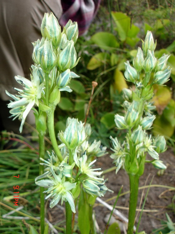 Image of Swertia marginata specimen.