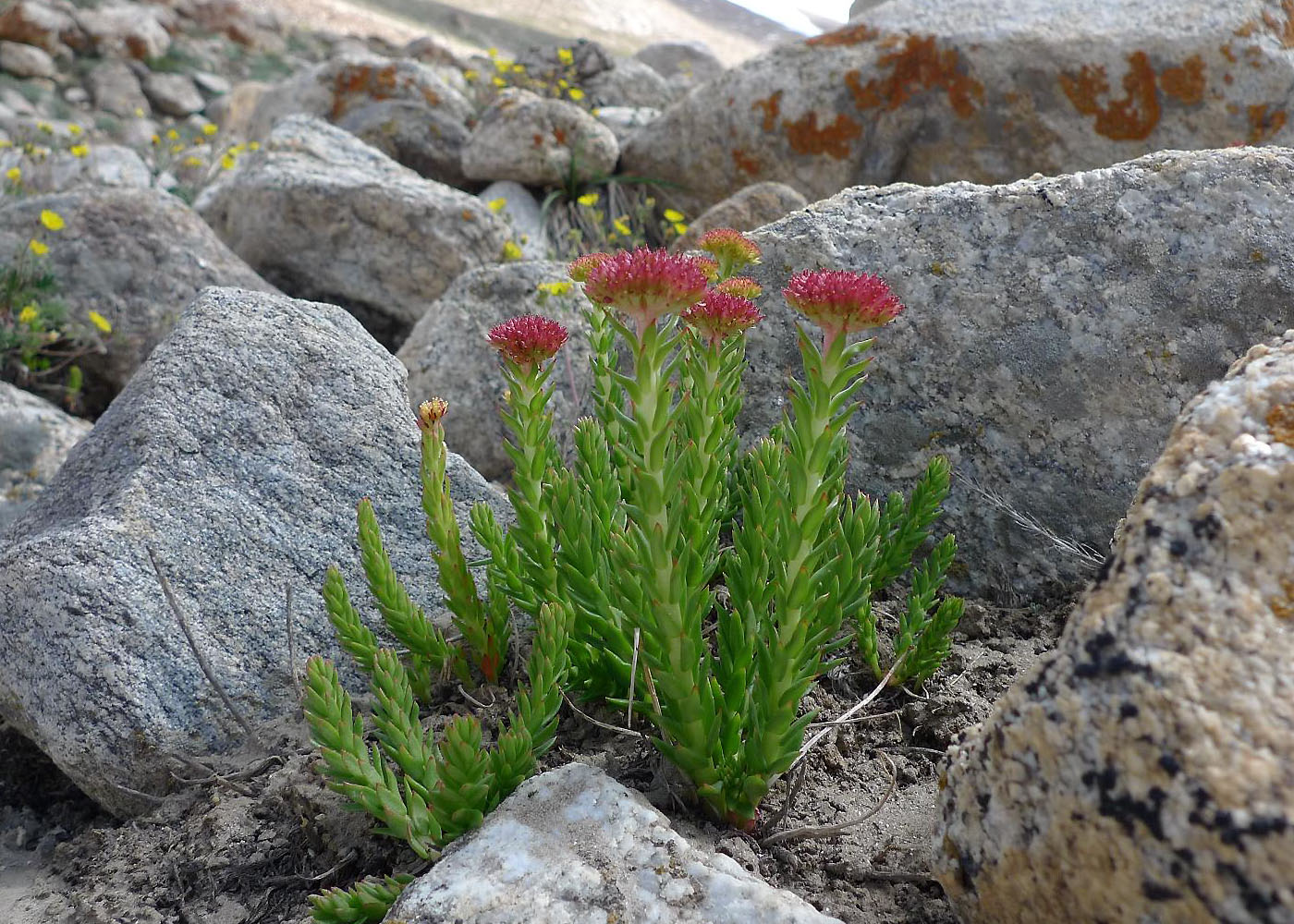 Растения таджикистана фото и названия