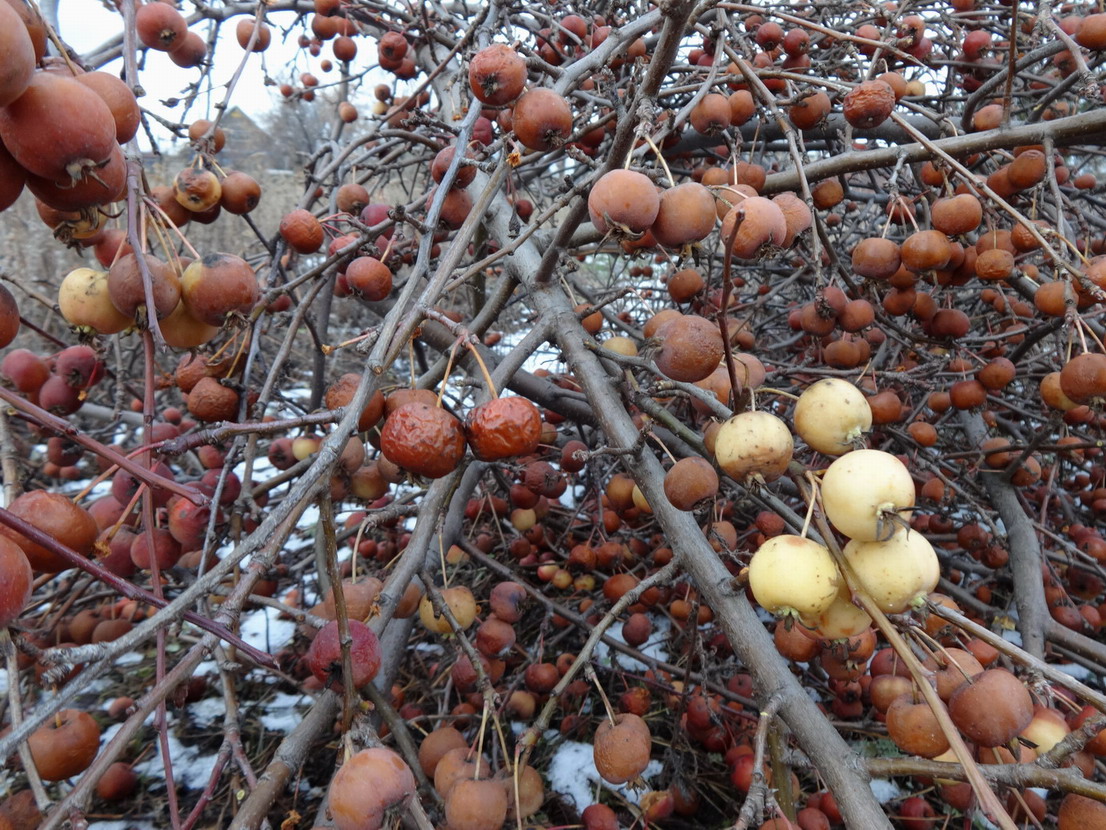 Image of genus Malus specimen.