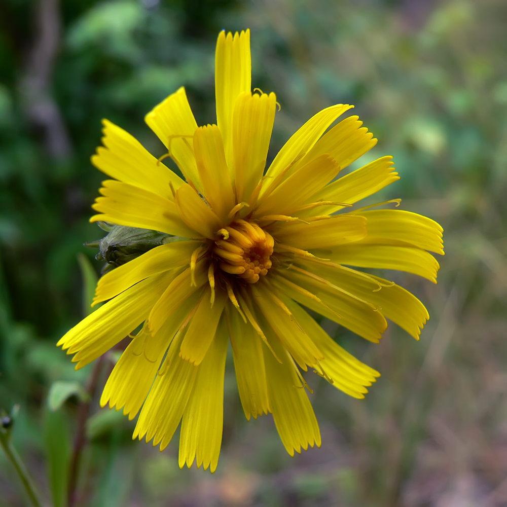 Image of Hieracium umbellatum specimen.