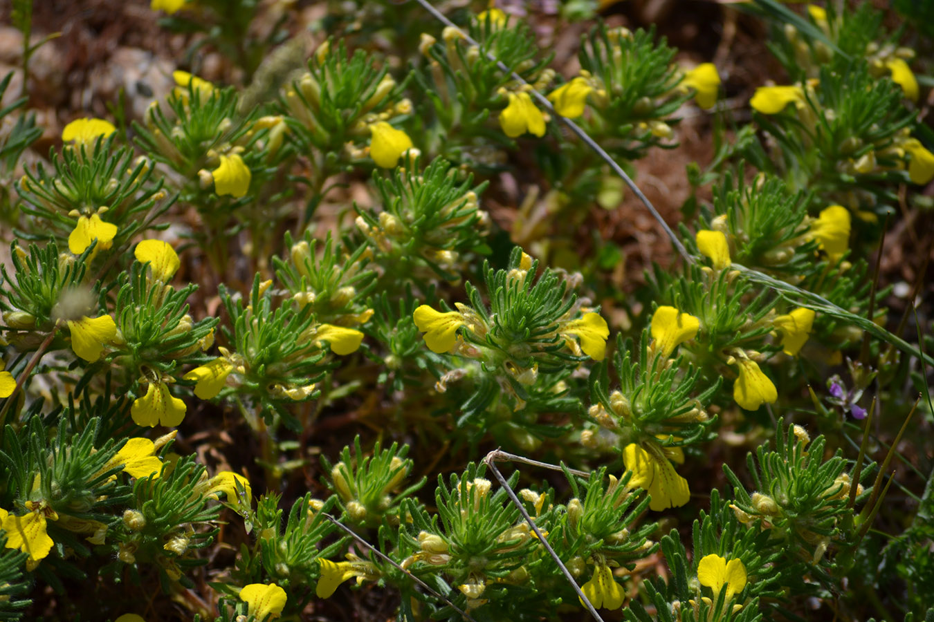 Image of Ajuga chia specimen.