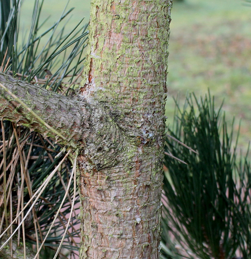 Image of genus Pinus specimen.