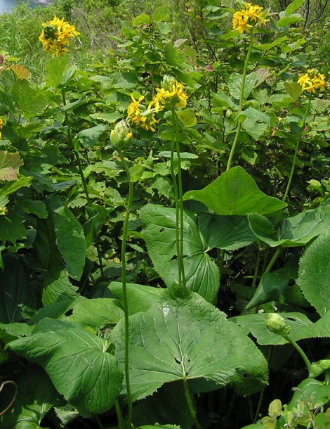 Image of Ligularia splendens specimen.