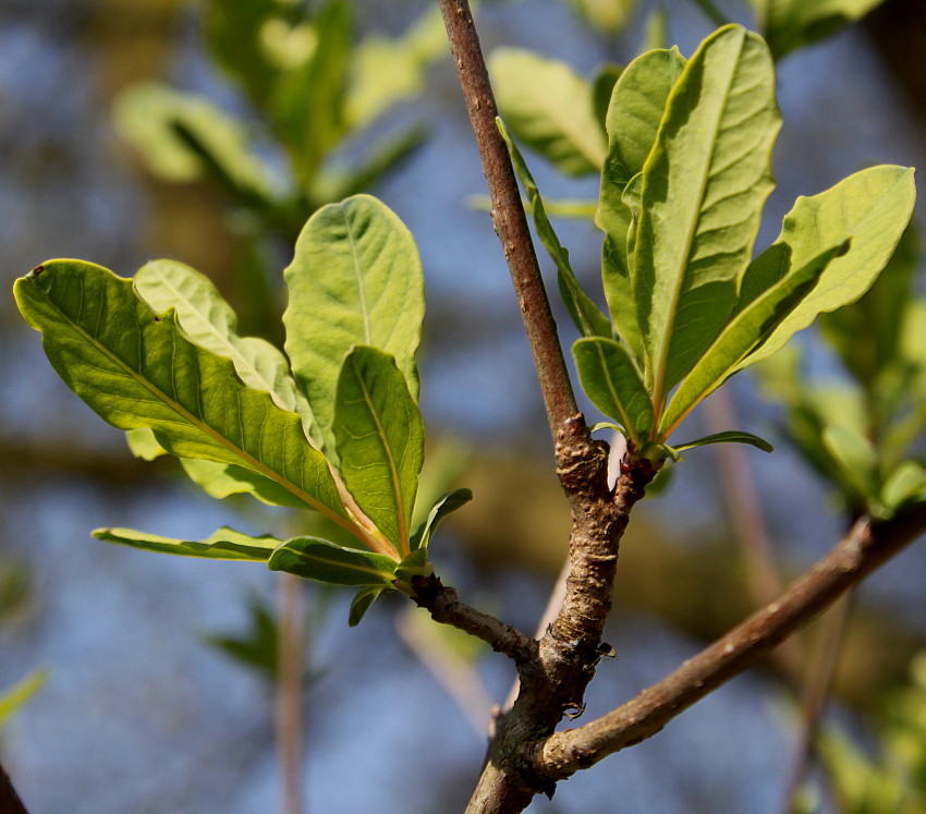 Image of Exochorda racemosa specimen.