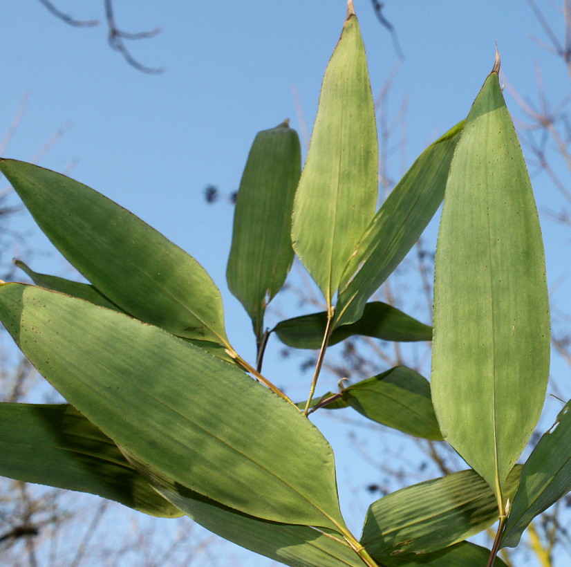 Image of Shibataea kumasasa specimen.