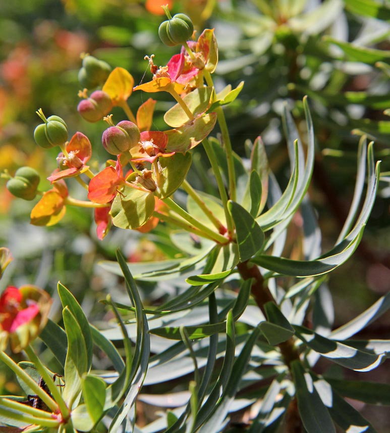 Image of Euphorbia dendroides specimen.