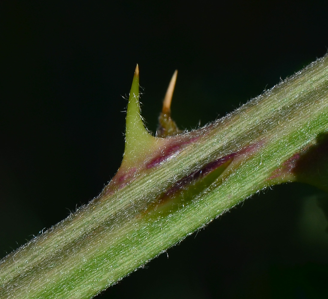 Image of Rubus canescens specimen.