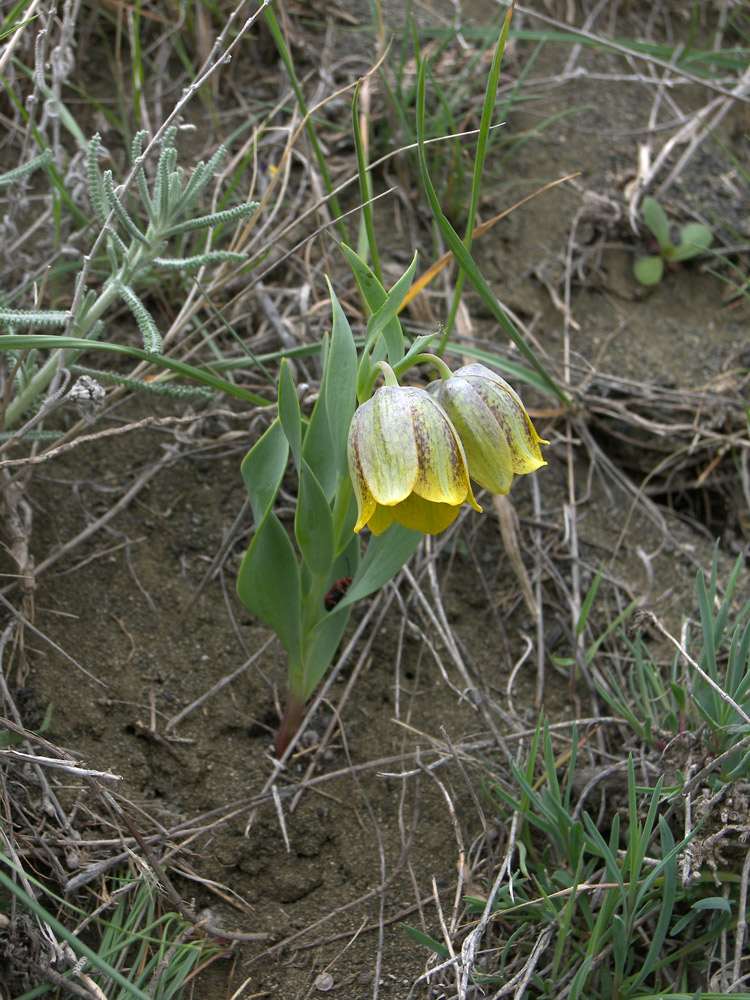 Image of Fritillaria kurdica specimen.