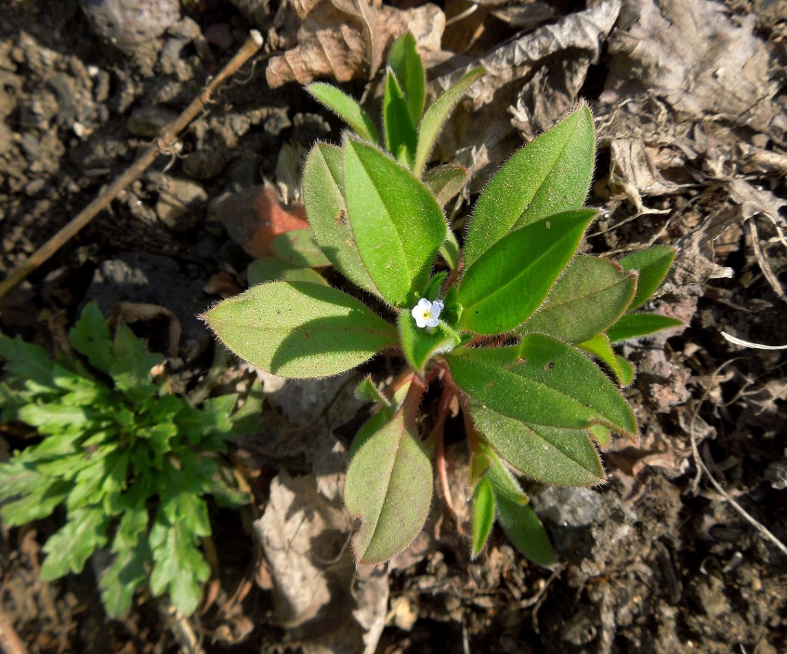 Image of Myosotis sparsiflora specimen.