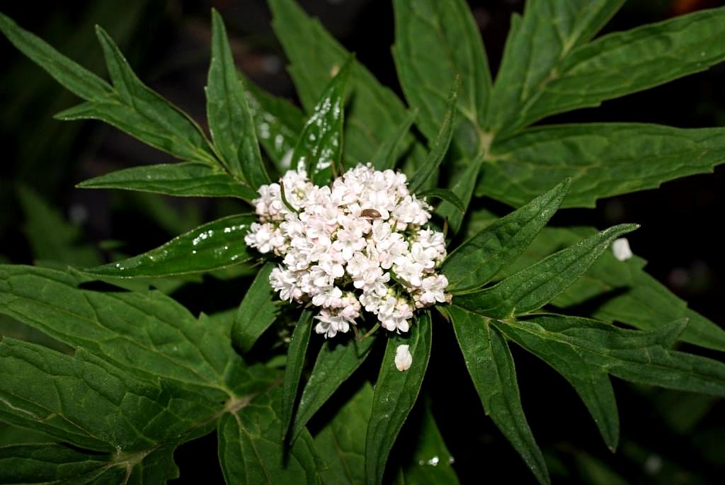 Изображение особи род Valeriana.