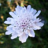 Scabiosa columbaria