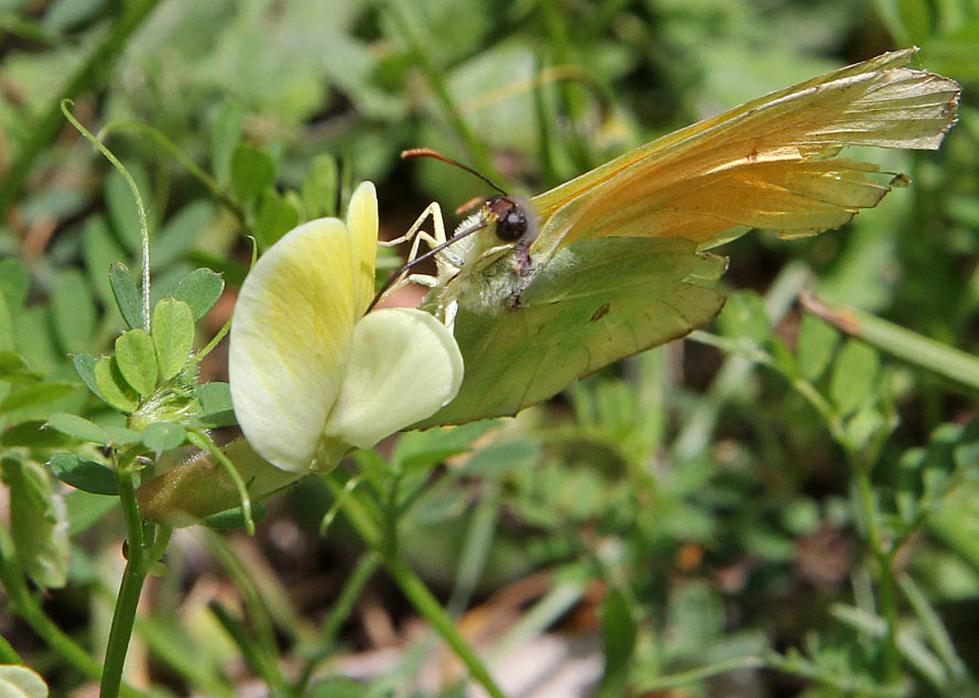 Image of Vicia hybrida specimen.