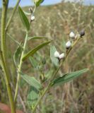 Lithospermum officinale. Побег с плодами. Север Краснодарского края, Кущёвский заказник. 18.07.2009.