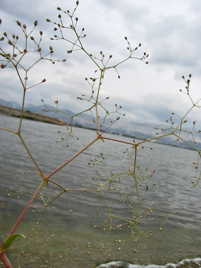 Image of Gypsophila perfoliata specimen.