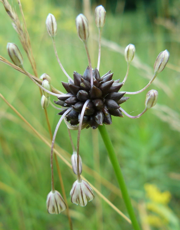 Изображение особи Allium oleraceum.