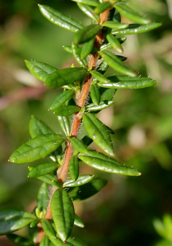 Image of Daboecia cantabrica specimen.