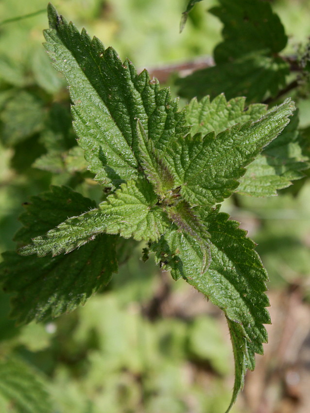 Изображение особи Urtica dioica.