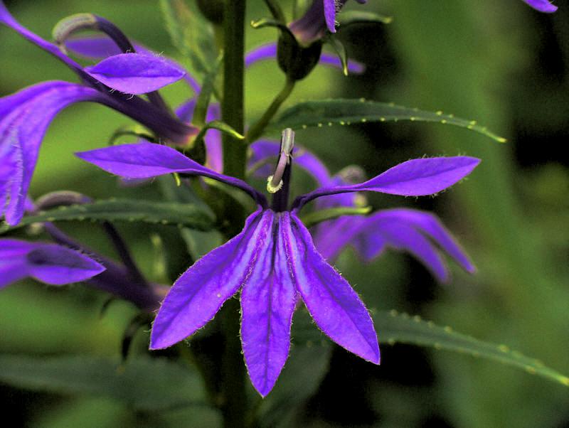 Изображение особи Lobelia sessilifolia.