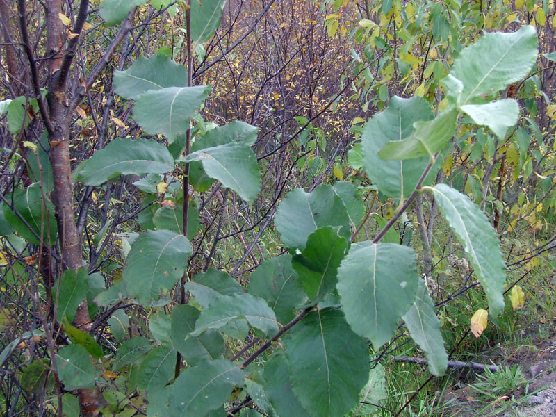 Image of Salix caprea specimen.