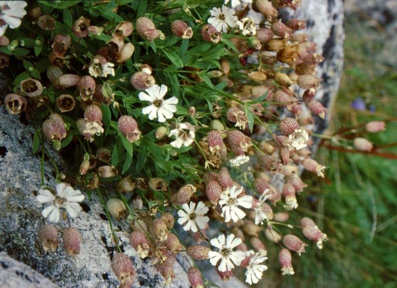 Image of Oberna uniflora specimen.