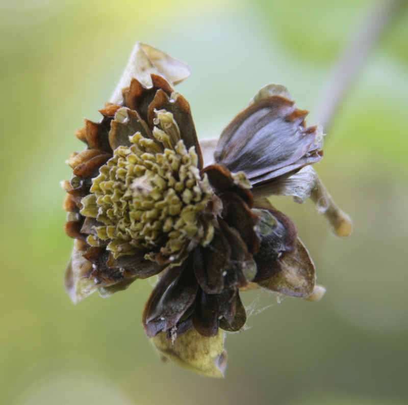 Изображение особи Silphium perfoliatum.