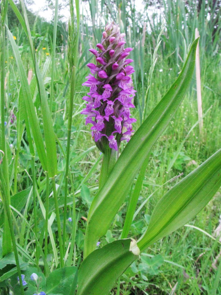 Image of Dactylorhiza incarnata specimen.