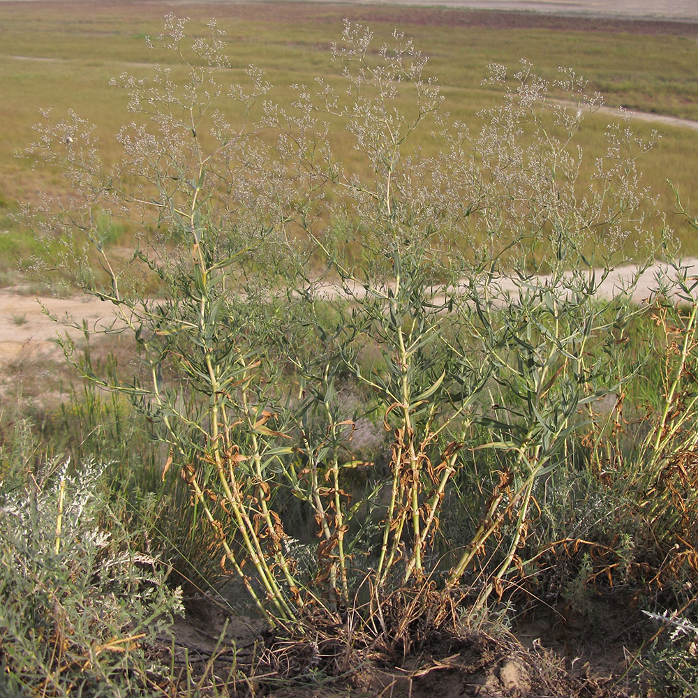 Image of Gypsophila paniculata specimen.