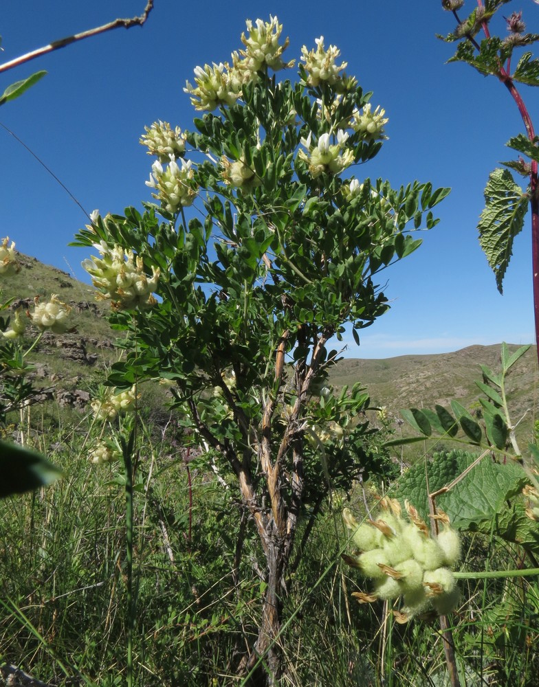 Image of Astragalus xanthotrichos specimen.