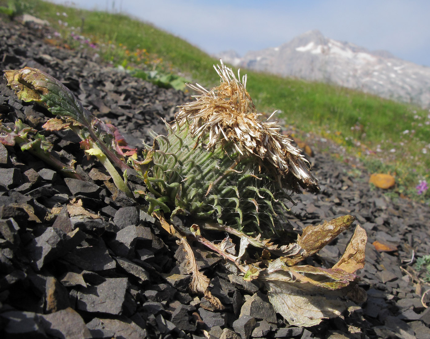 Image of Jurinella moschus specimen.