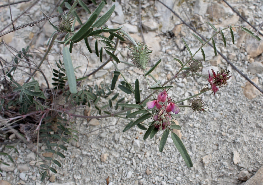 Image of Hedysarum wrightianum specimen.