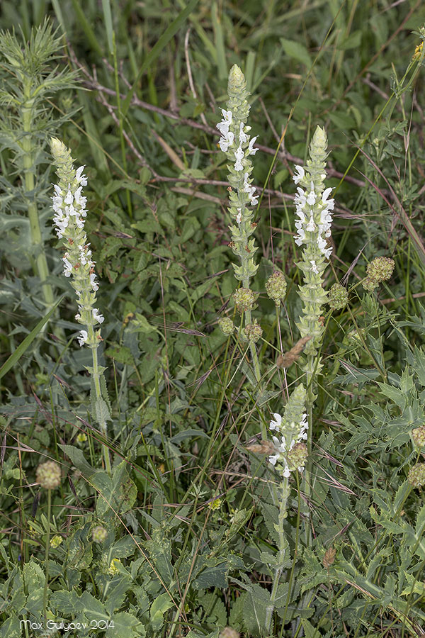 Image of Salvia tesquicola specimen.