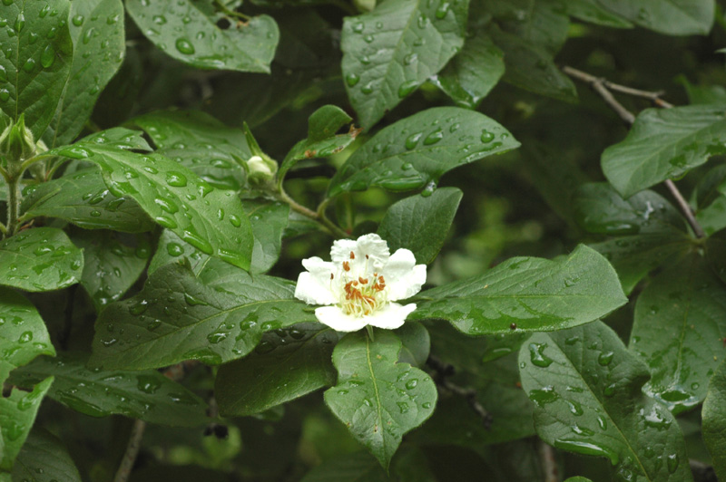 Image of Mespilus germanica specimen.