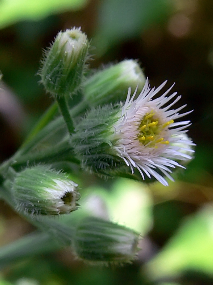 Image of Erigeron podolicus specimen.