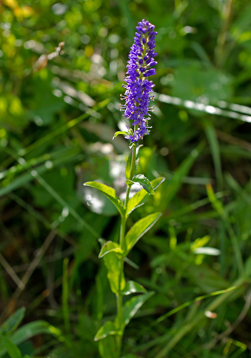 Image of Veronica &times; schmakovii specimen.