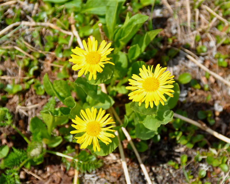 Изображение особи Doronicum altaicum.