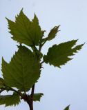 Platanus &times; acerifolia