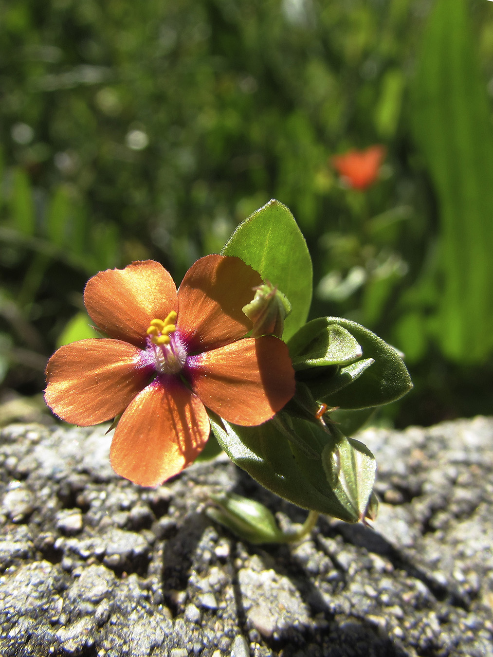 Image of Anagallis arvensis specimen.