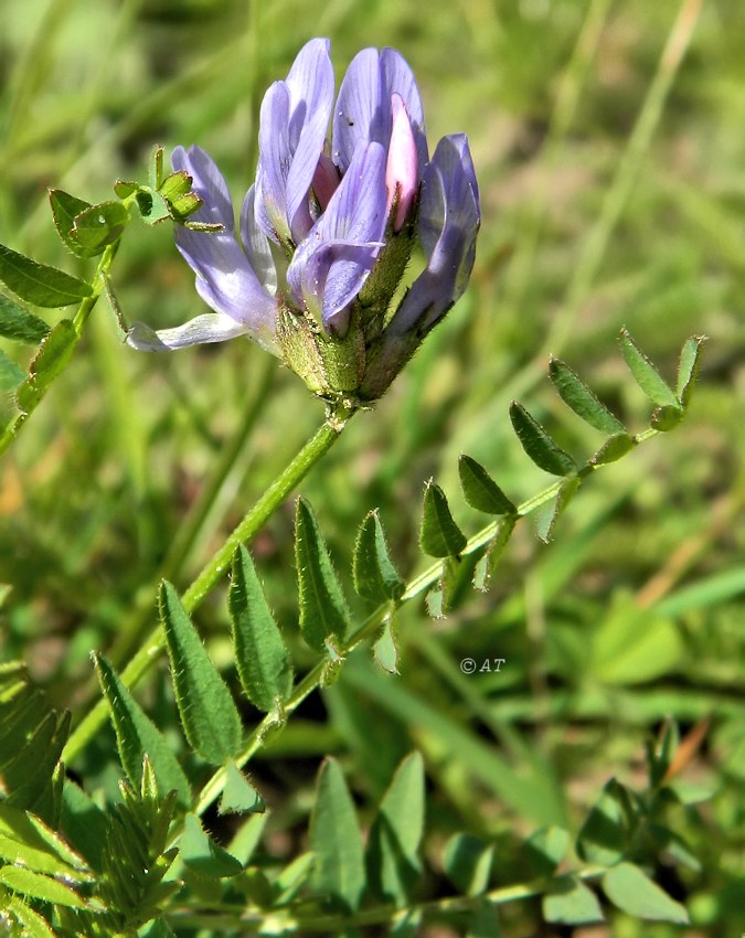 Image of Astragalus danicus specimen.