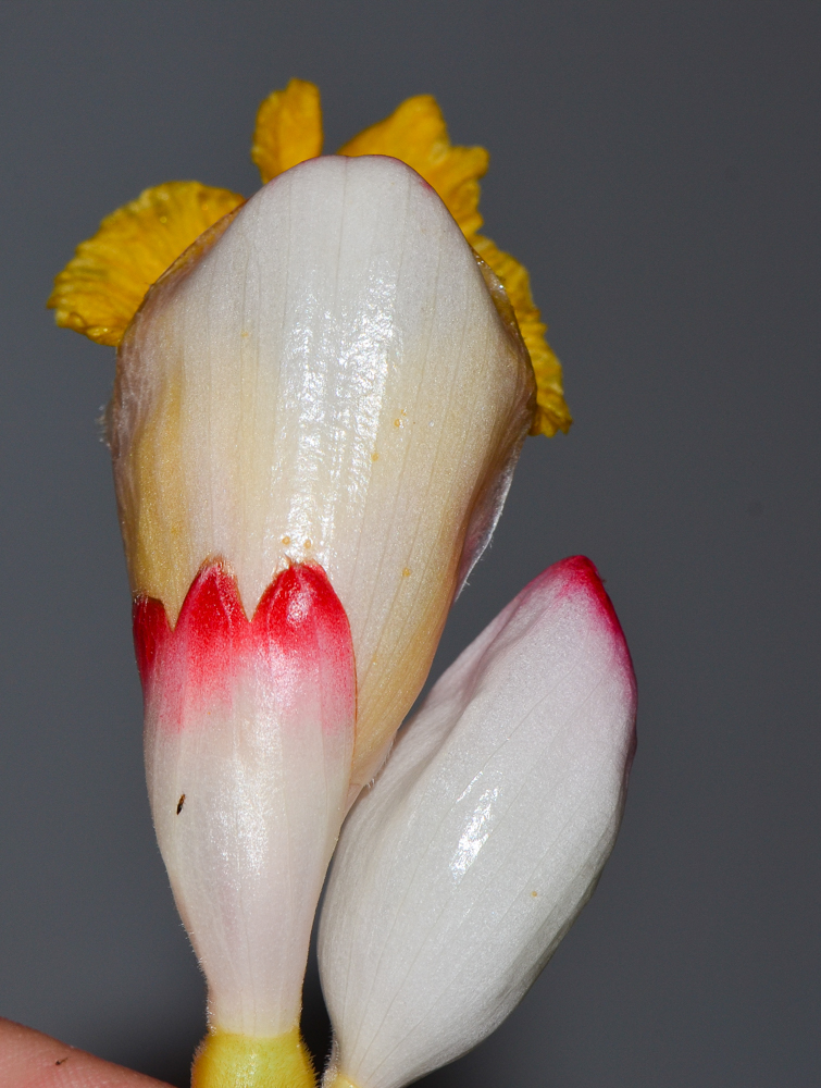 Image of Alpinia zerumbet specimen.