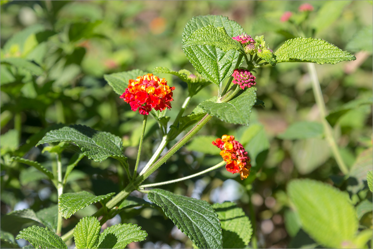 Image of Lantana camara specimen.