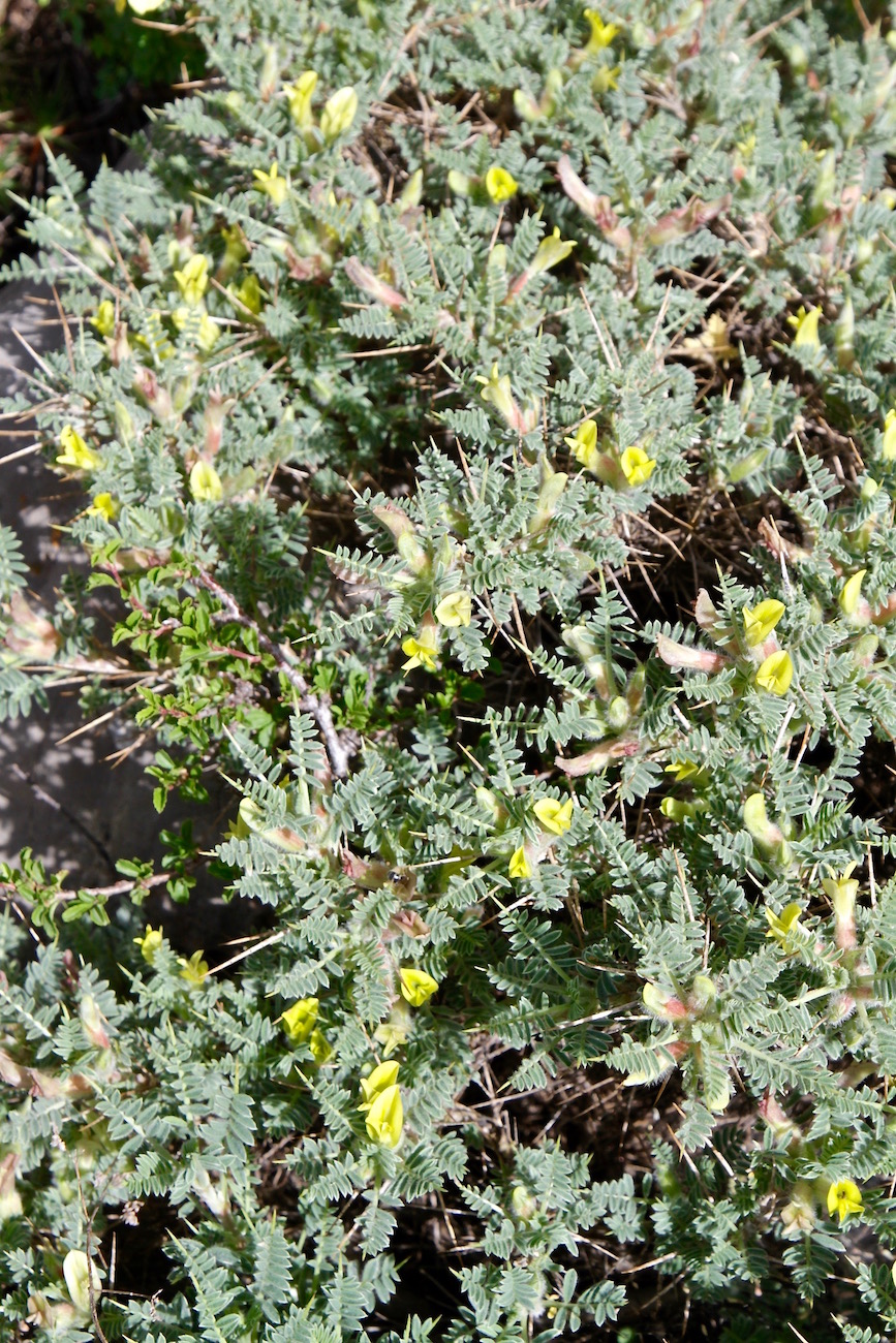 Image of Astragalus lasiosemius specimen.