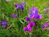 Oxytropis nuda