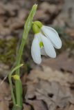 Galanthus plicatus