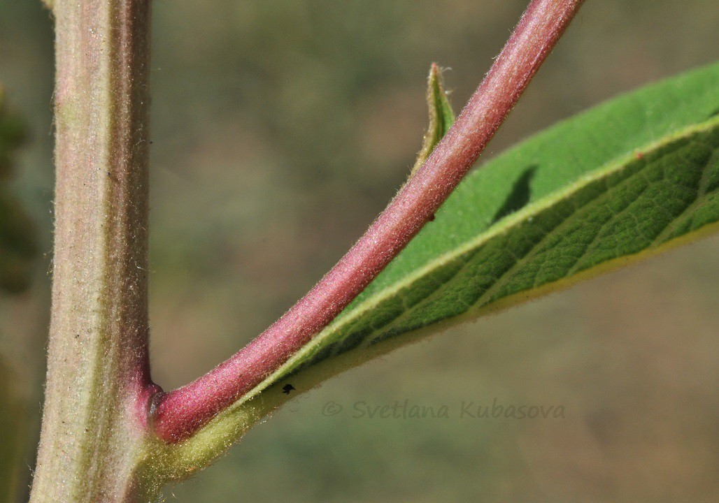 Image of Spiraea &times; billardii specimen.