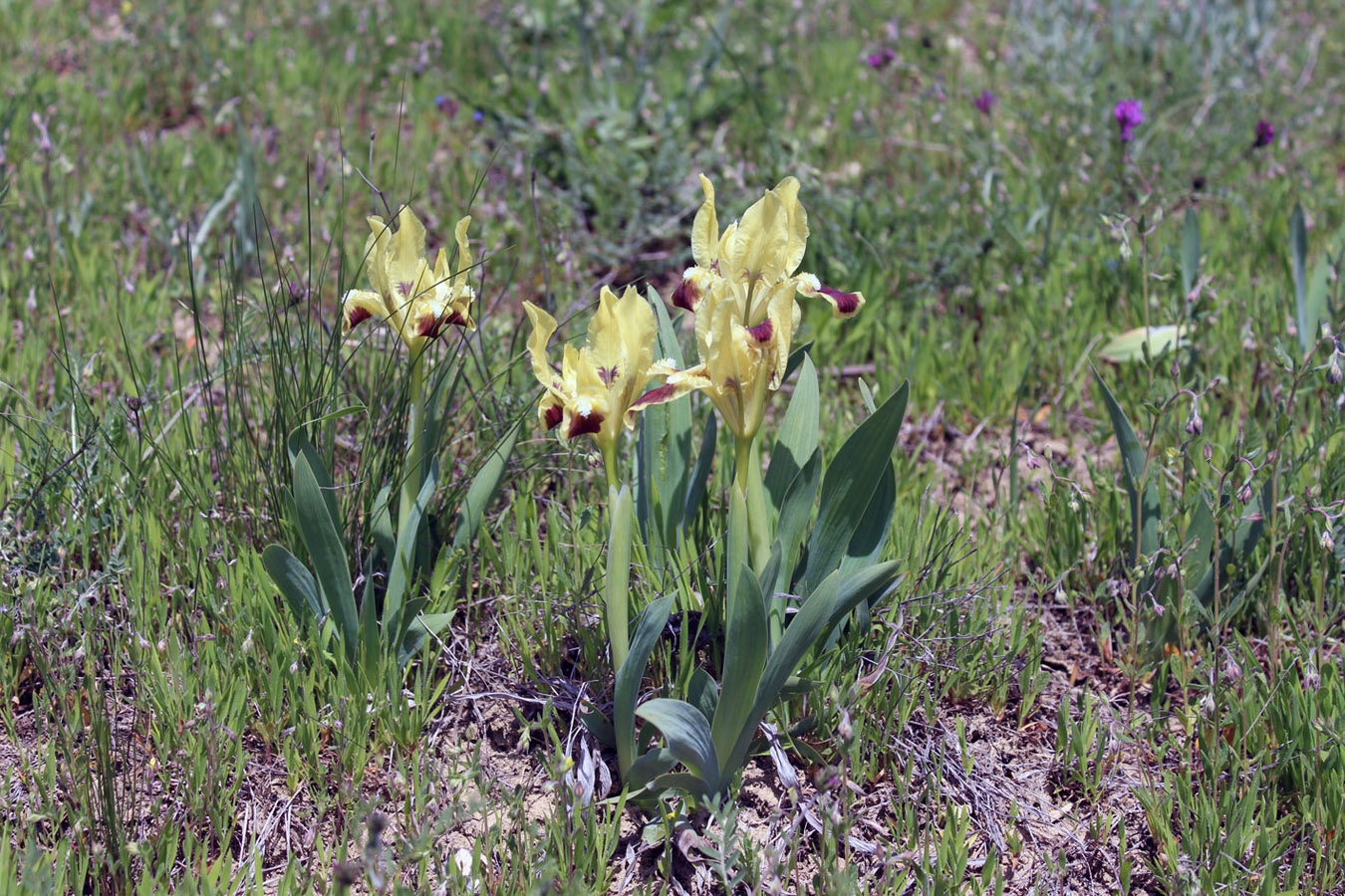 Image of Iris pumila specimen.