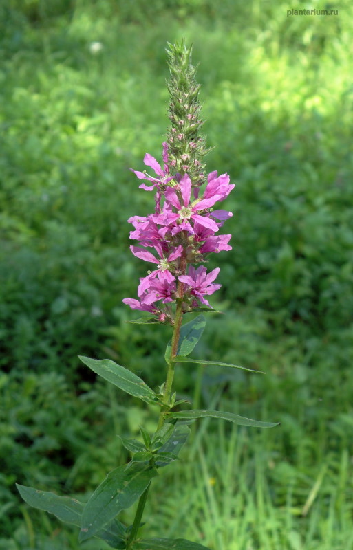 Изображение особи Lythrum salicaria.