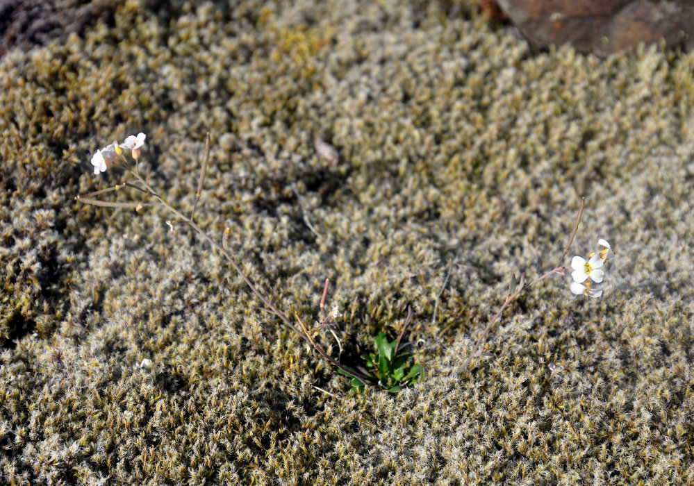 Image of Arabidopsis petraea specimen.